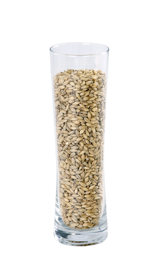 pilsner malt